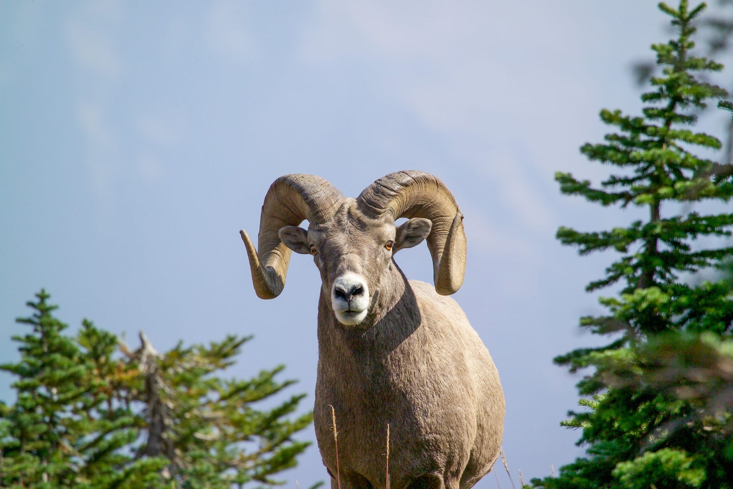 bighorn sheep ram looks at camera