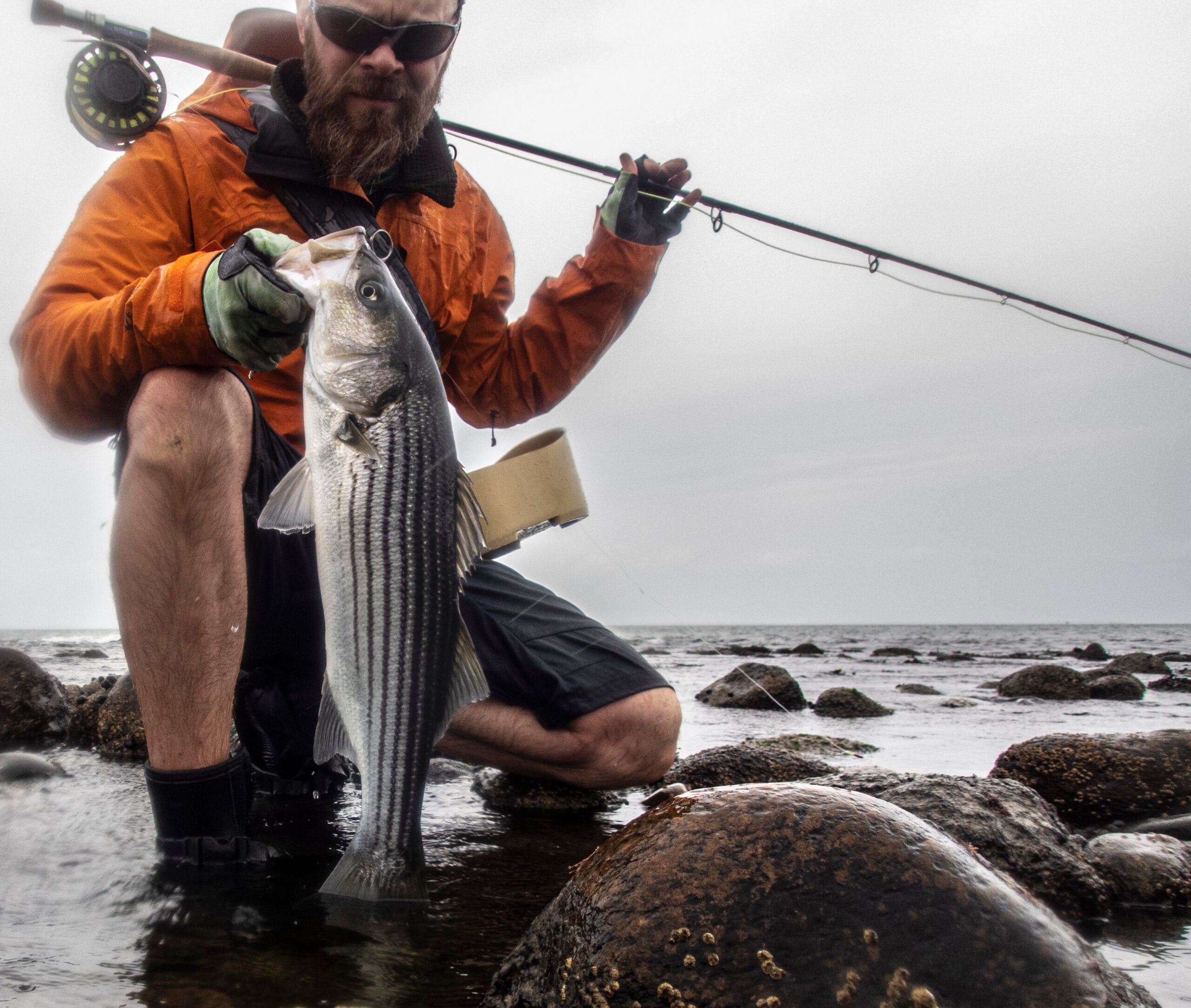 fisherman with a striped bass on a rocky shore.