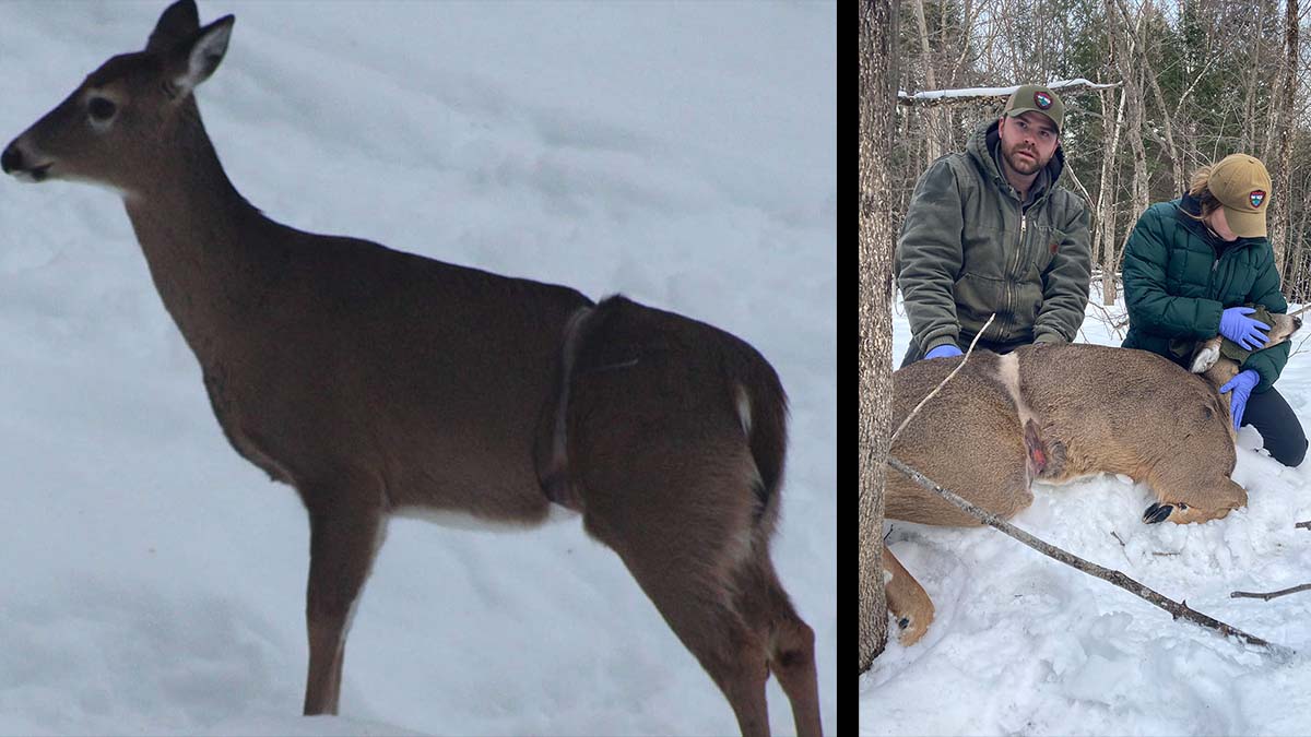 left: dder with cable around waist right: officials remove cable from tranquilized deer