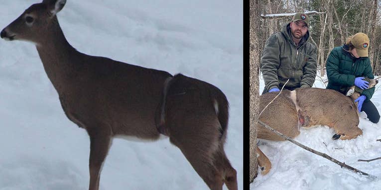 Maine Biologists Remove Cable Constricting Doe’s Torso