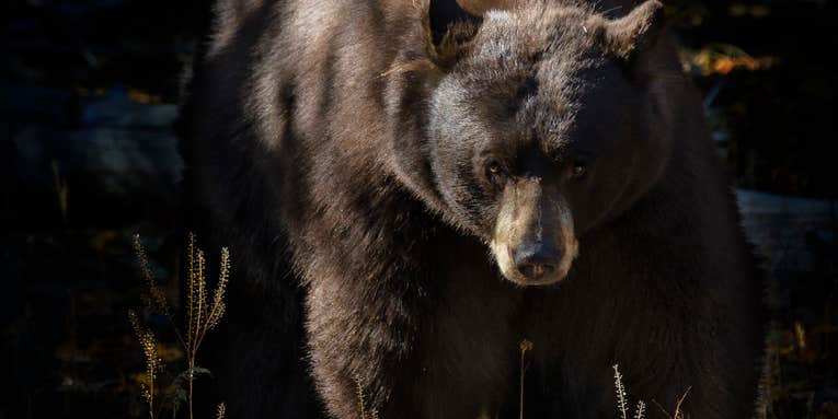 California Fish and Game Commission Firmly Rejects Petition to Suspend Bear Hunting