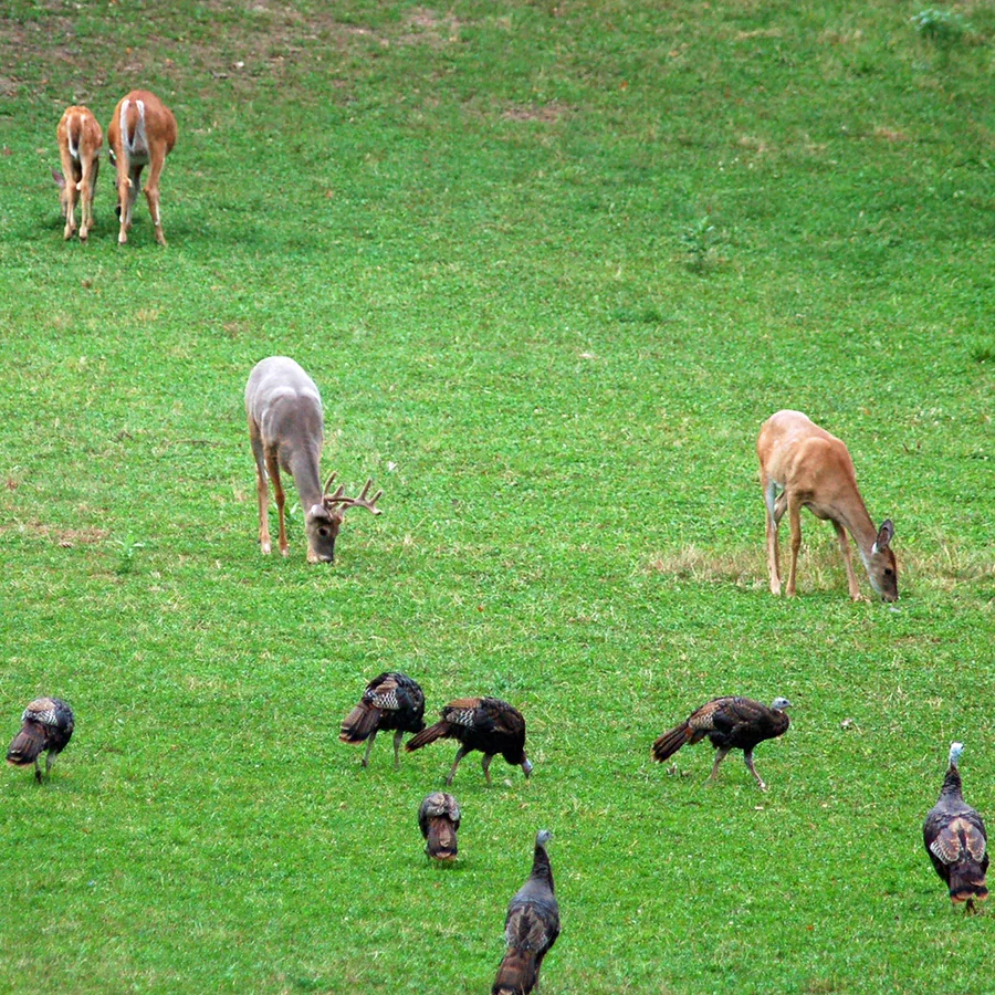 Deer and turkeys in a field.