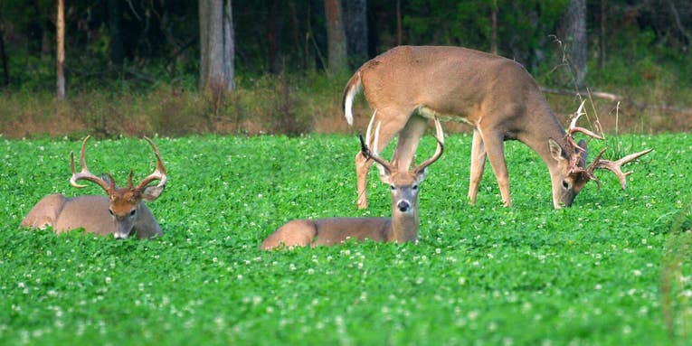 Why You Should Add Perennial Food Plots To Your Deer Hunting Property
