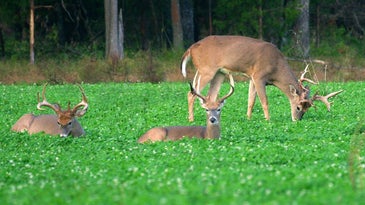 Deer eating clover in a field with two other whitetail deer.