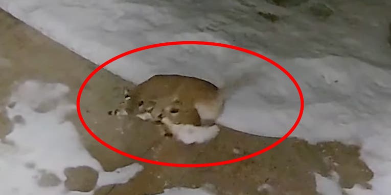 Watch: Mountain Lion Chases Down and Kills Deer in Washington State Neighborhood