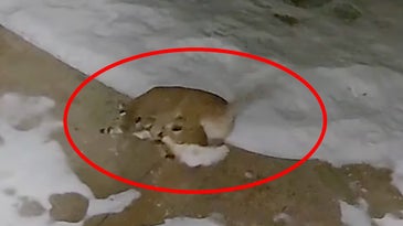 mountain lion pounces on deer