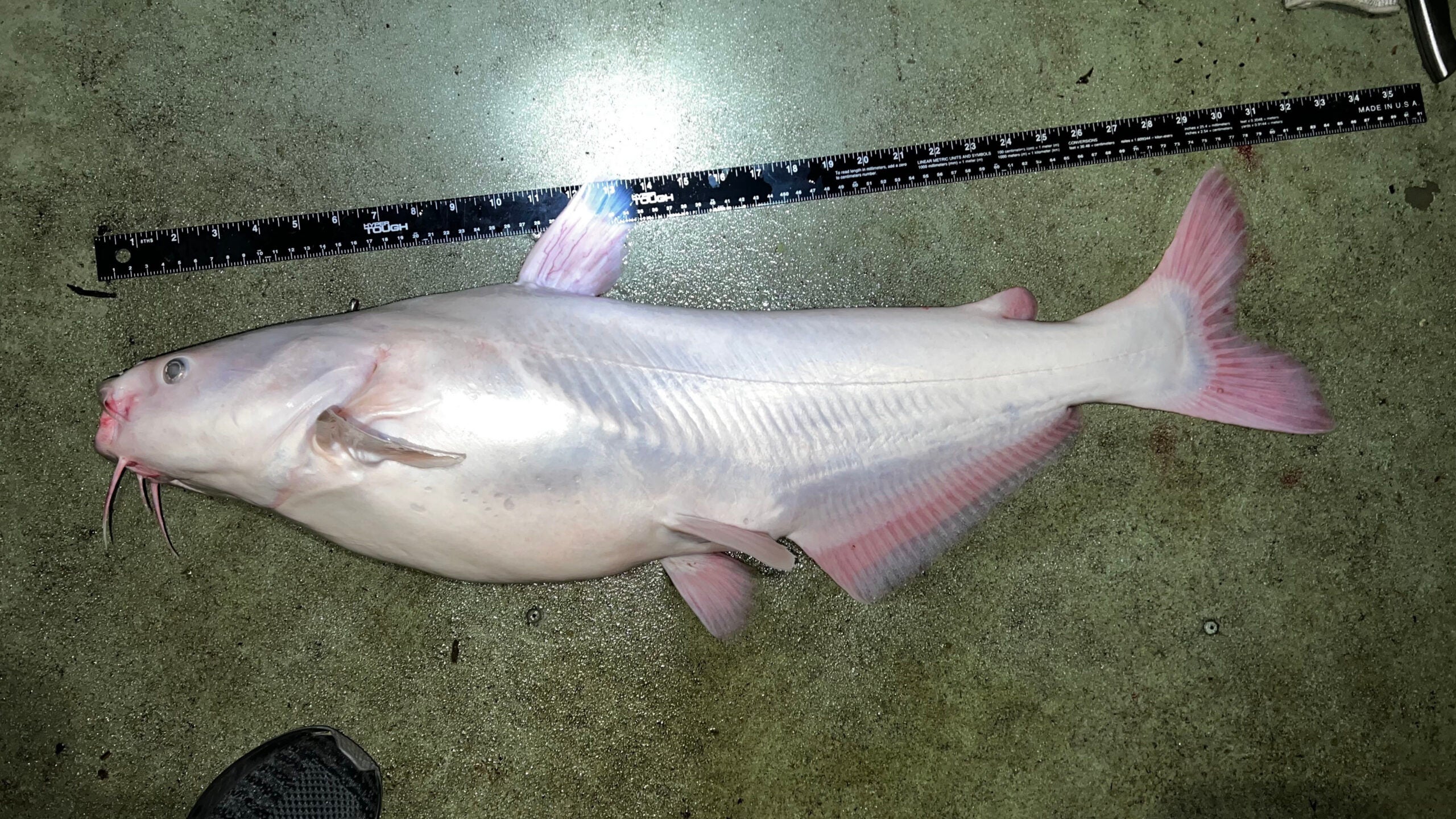 albino catfish
