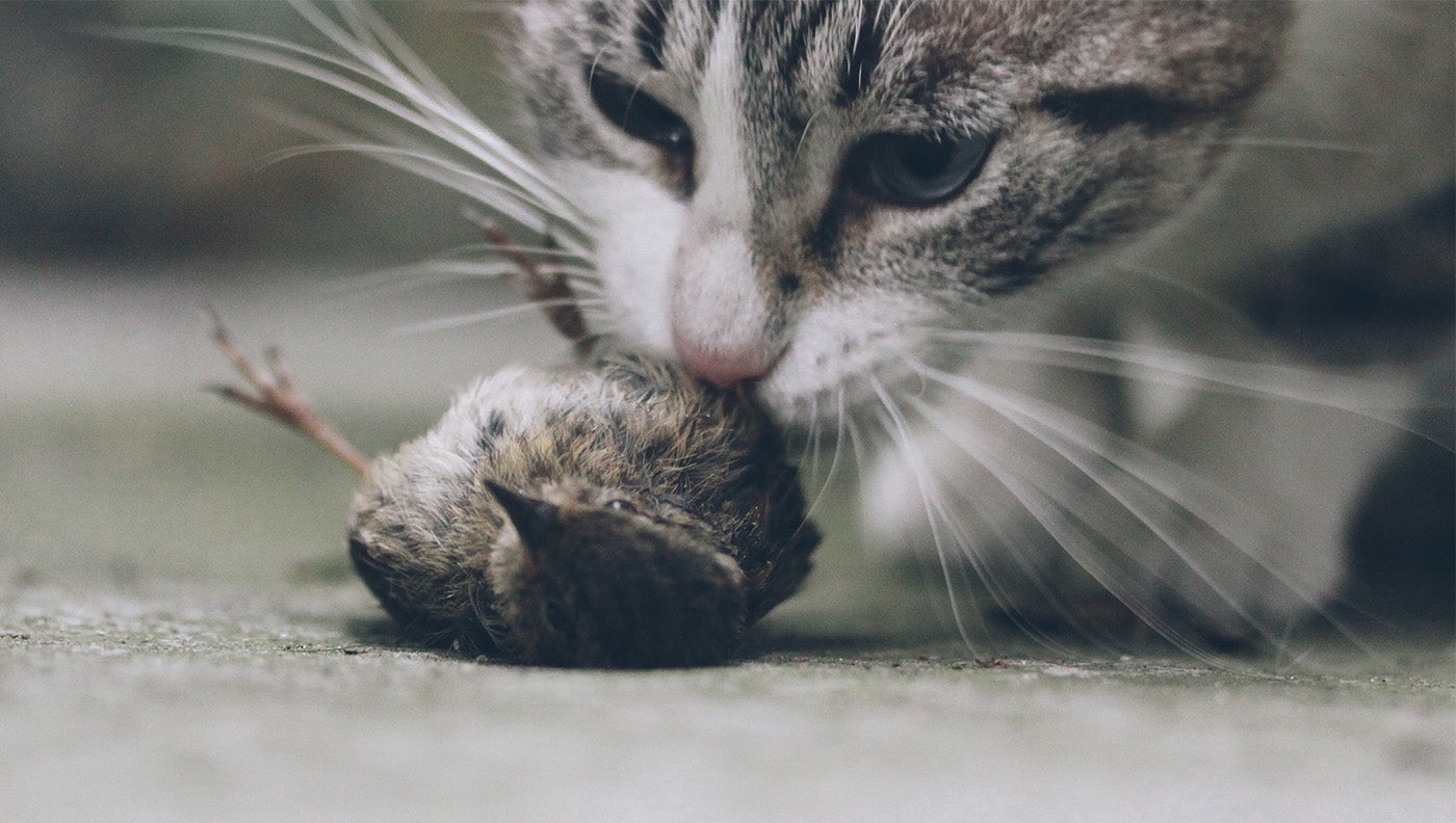 photo of cat eating bird