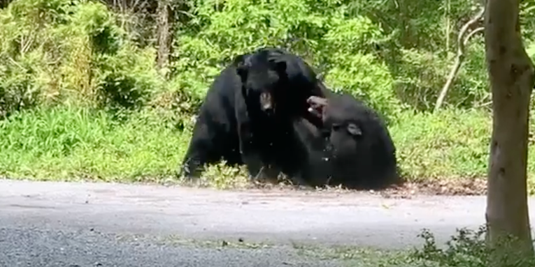 Video: Two Big Black Bears Face Off in Brutal Brawl