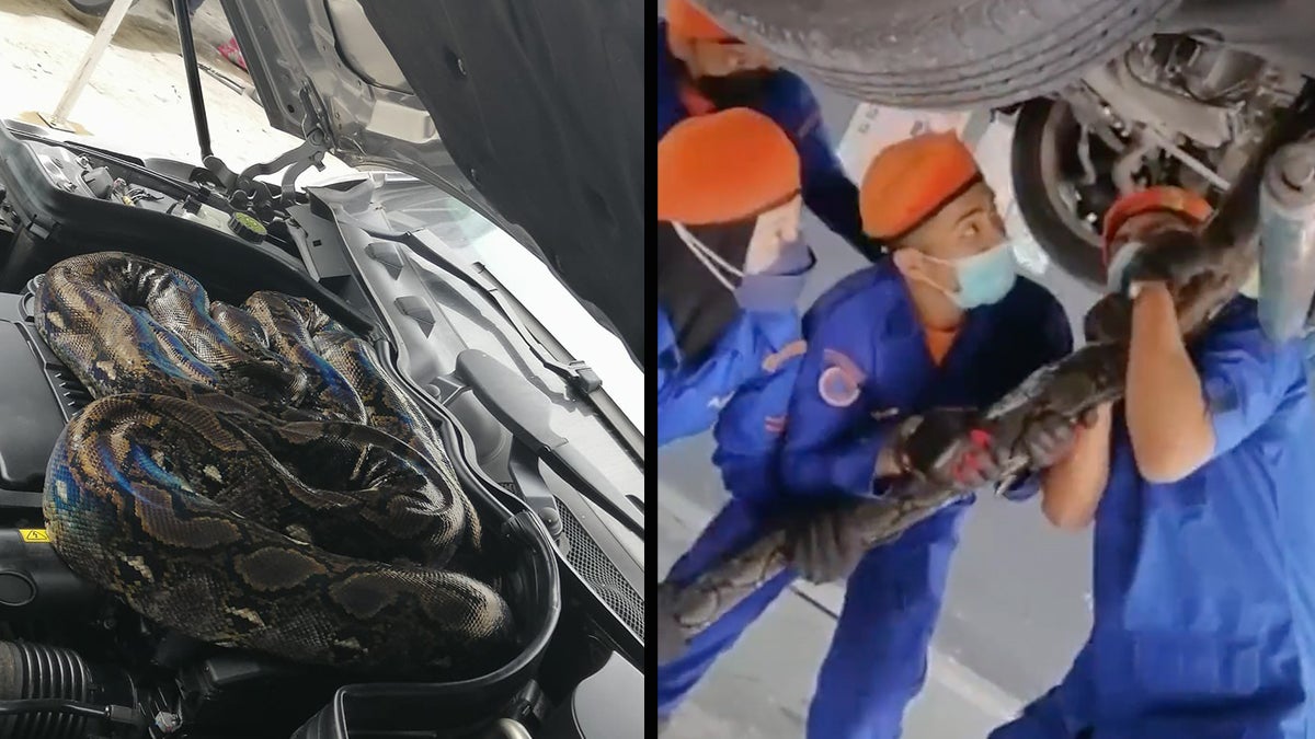 Python coiled in a car engine.