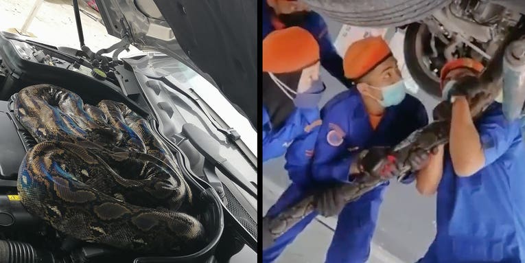 Video: Giant Snake Found in Car Engine During Routine Maintenance