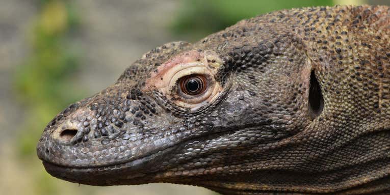One-Fifth of Reptile Species at Risk of Extinction, According to Global Study