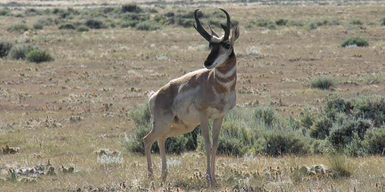 Wyoming Cuts 11,300 Pronghorn and Mule Deer Tags Due to Drought