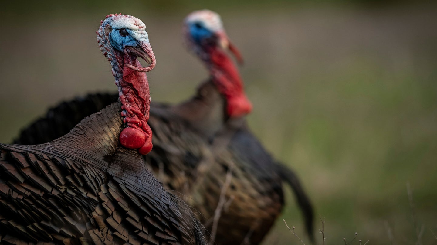 photo of two gobblers for best day of the strut