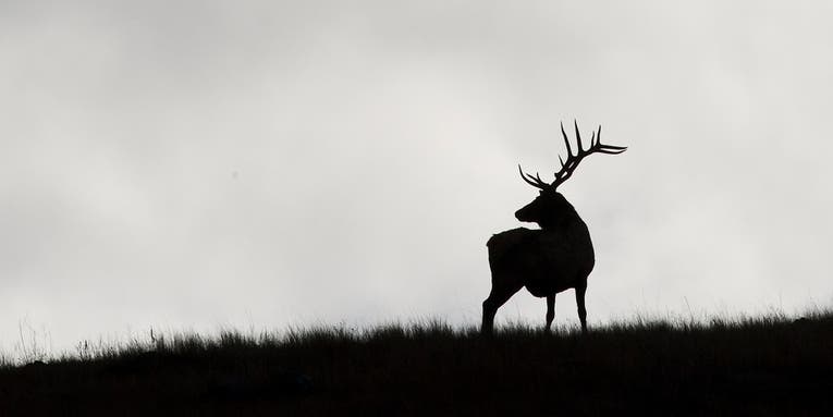 Goodbye to the Divide: The Best Part of Elk Camp Wasn’t the Hunting