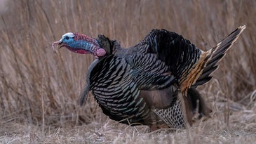 The Right Gobbler Can Make Your Whole Spring Turkey Season