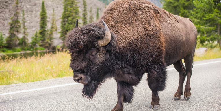 Woman Gored, Tossed 10-Feet in the Air by Bison in Yellowstone National Park