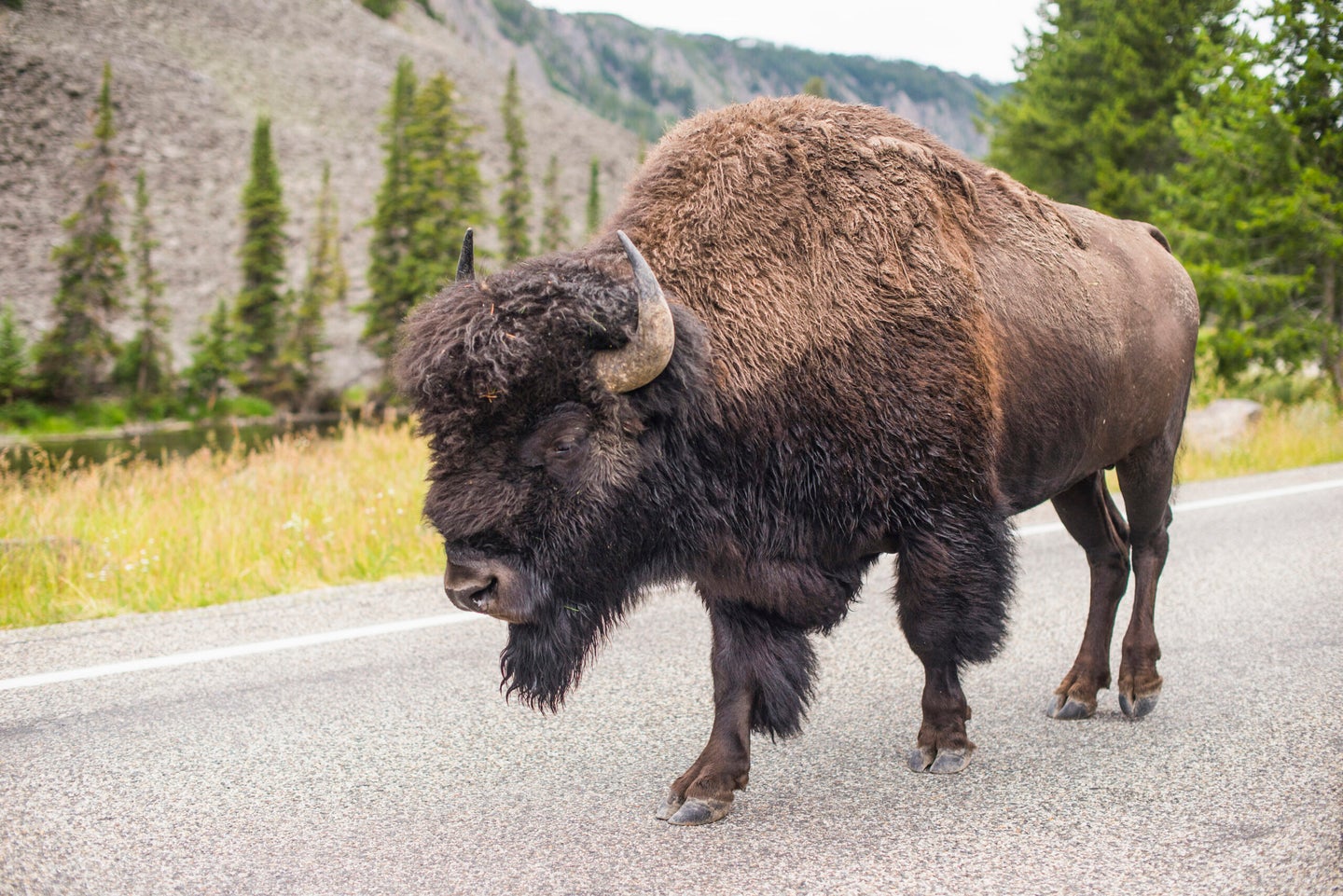 bison walks down road in Yellowstone