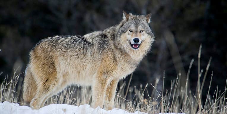 Feds Mull Appeal of Court Decision That Relisted Wolves Under the Endangered Species Act