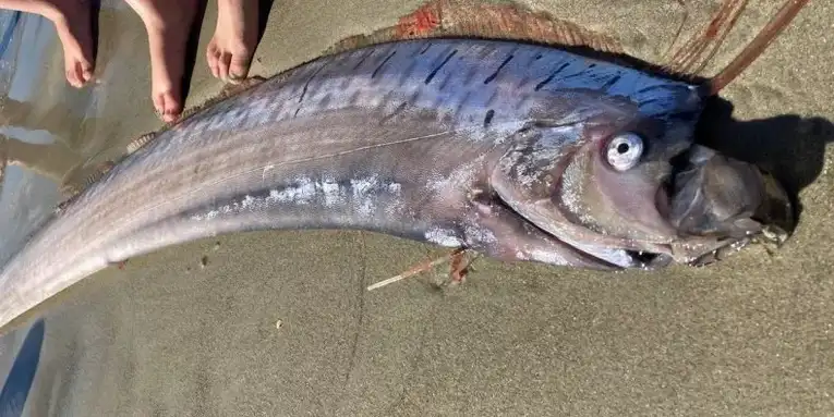 Rare 12-Foot-Long Deep-Sea Fish Washes Up on New Zealand Beach