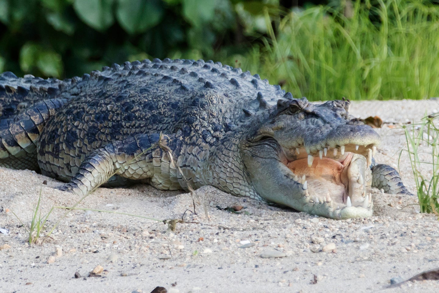 saltwater crocodile with mouth open