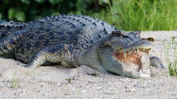 New Study Offers Surprising Explanation for Saltwater Crocodile Recovery—Feral Hogs