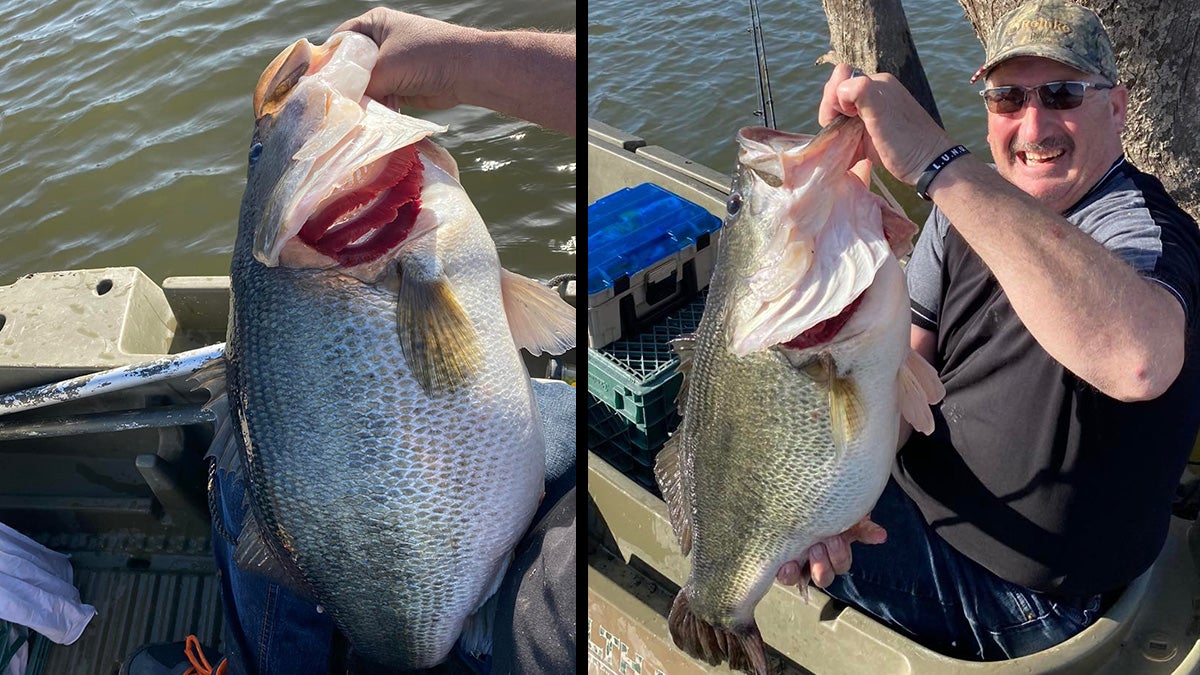 fisherman holds up big largemouth bass