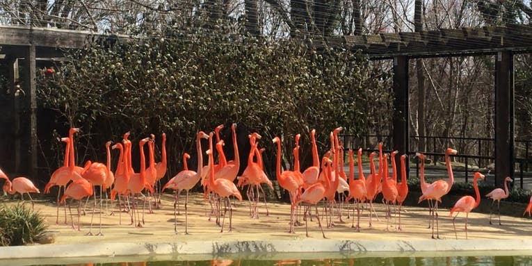 Wild Fox Breaks into Zoo Enclosure, Kills 25 Flamingos and One Pintail Duck