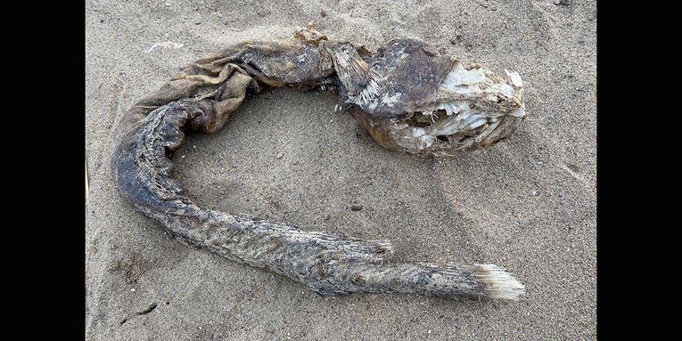 Strange “Snake-Like” Creature Washes Up Dead on Shore of Lake Michigan