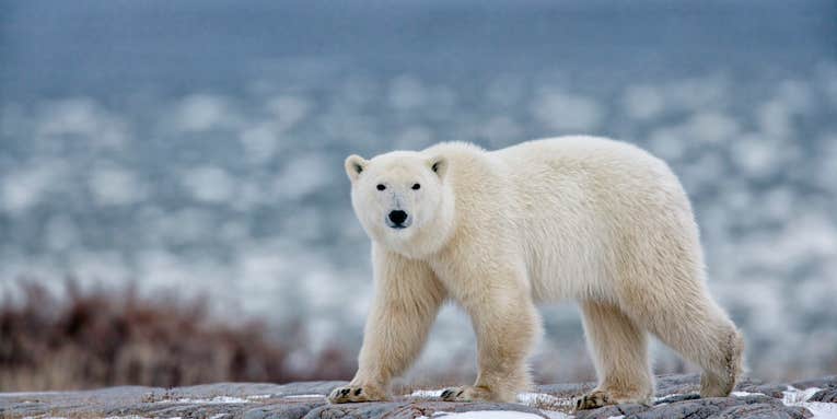 Local Authorities Kill Polar Bear Spotted in Quebec, Far South of Typical Range