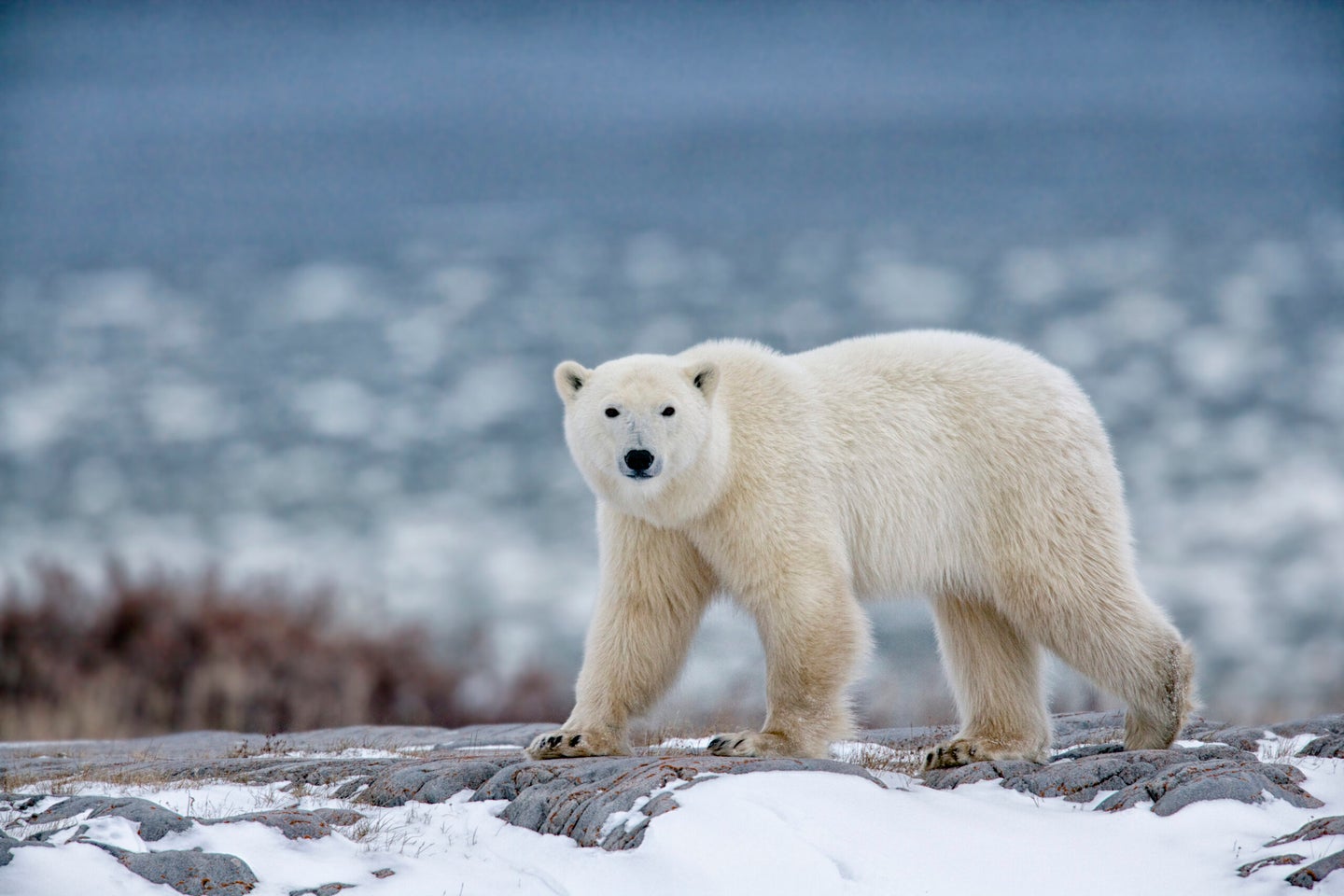 polar bear walks on snowy ground
