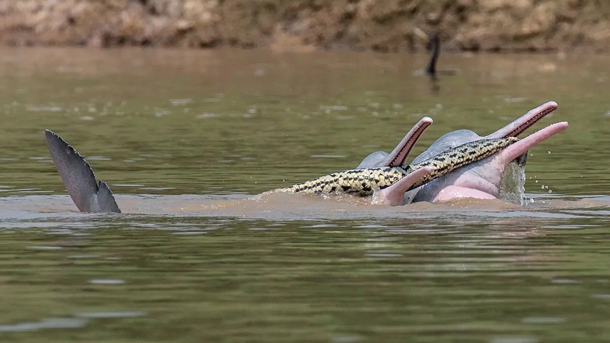 dolphins hold large anaconda in mouths