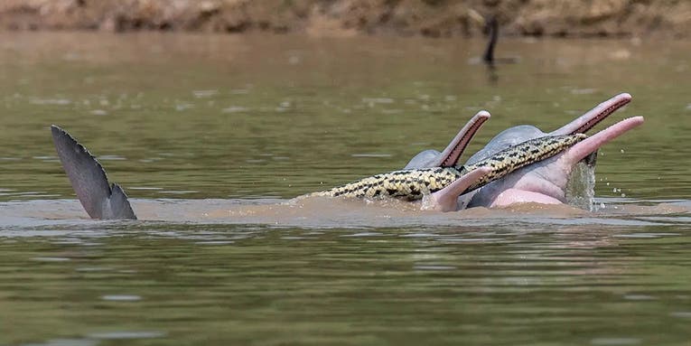 Bolivian Dolphins Spotted “Playing” with Giant Anaconda