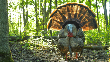 The 7 Best Turkey Decoys of 2024, Expert Tested