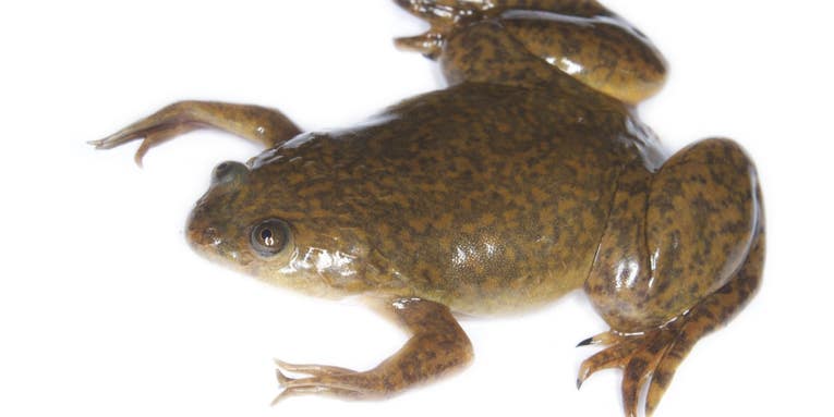 Washington State Officials Call Fish-Eating Frog “One of the Worst Invasive Species on Earth”