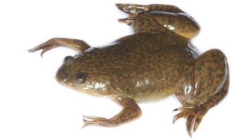 Washington State Officials Call Fish-Eating Frog 