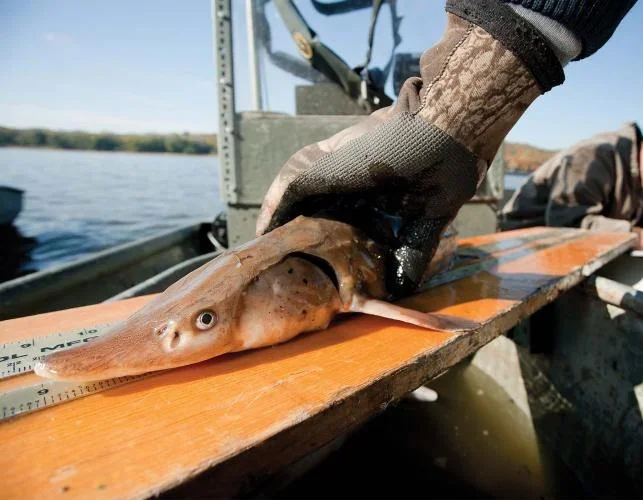 MDC fisheries biologist conduct a lake sturgeon survey. 