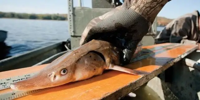 Sturgeon Spotted Spawning in Mississippi River for the First Time in Years