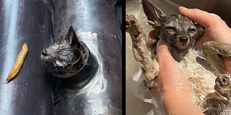 Construction Workers Discover Wild Animal Trapped Inside Pipe in Downtown San Fransisco