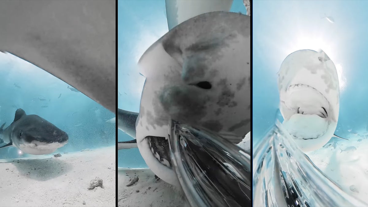 Stills from a video of a shark eating a camera.