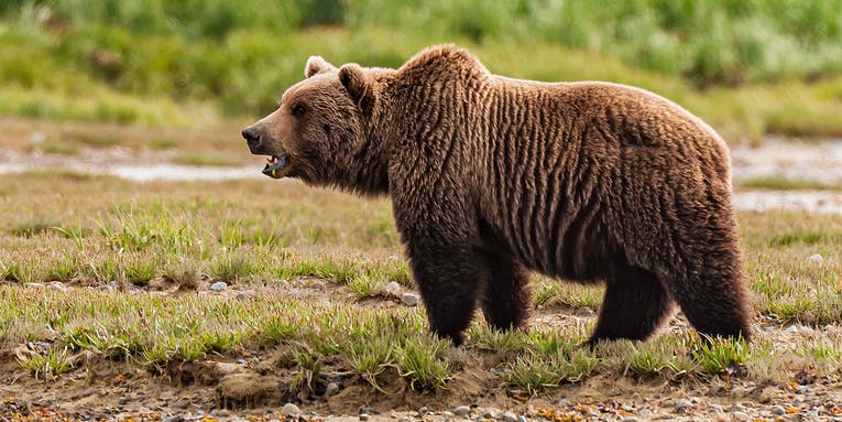 Update: New Details Emerge In Fatal Bear Attack on Alaska Army Base
