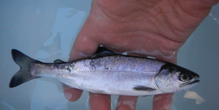 Researchers Investigate Rare Wild Coho-Chinook Salmon Hybridization in Canada