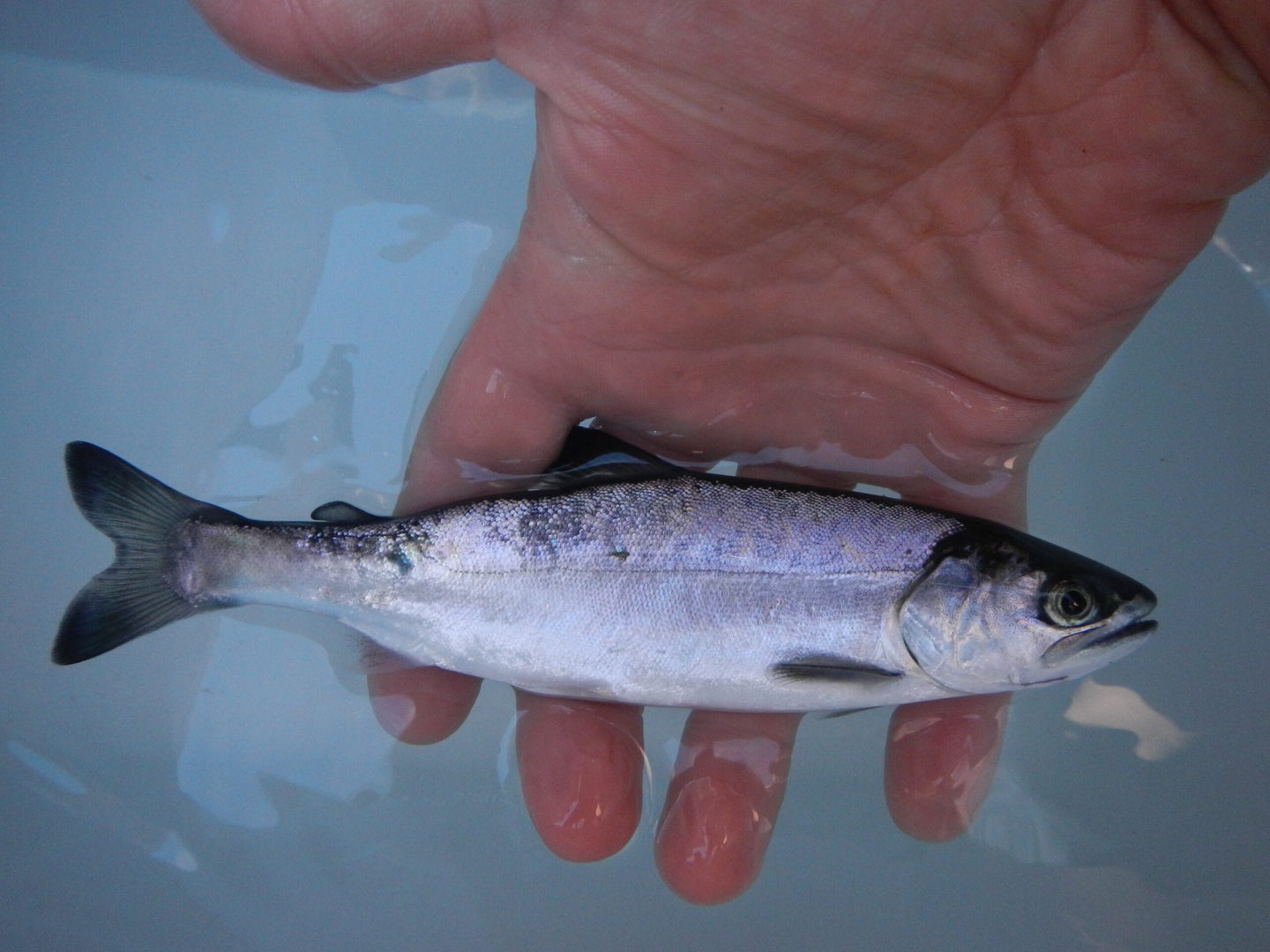 small silver chinook-coho hybrid salmon held in hand