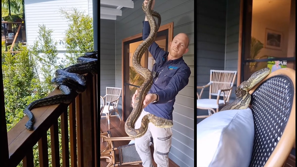 Stills from a video of python snakes on a porch.