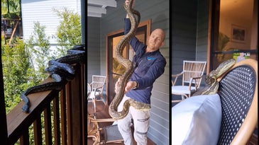 Video: Snake Catcher Finds Tangle of Horny Pythons On Back Porch