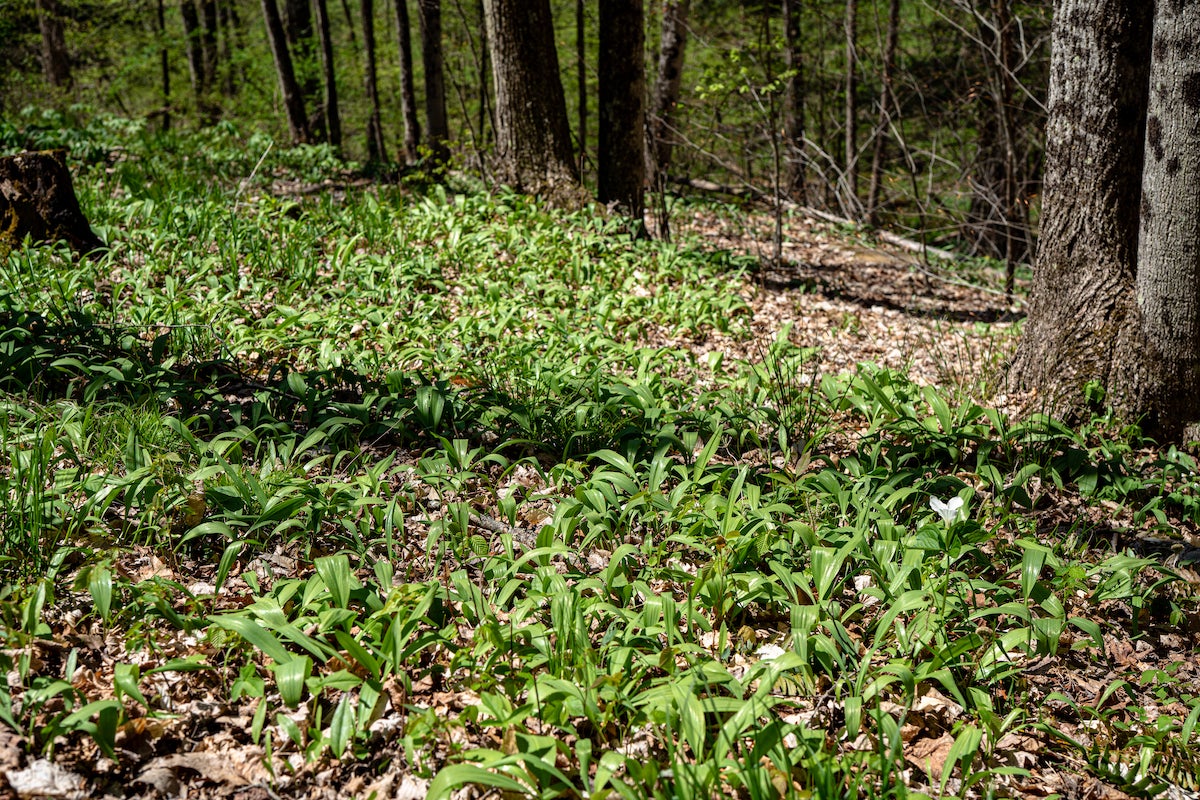 Patch of ramps in the woods.