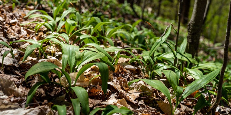 The Beginner’s Guide to Picking and Cooking With Ramps
