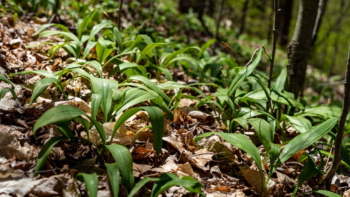 Patch of ramps in a shady place in the woods.