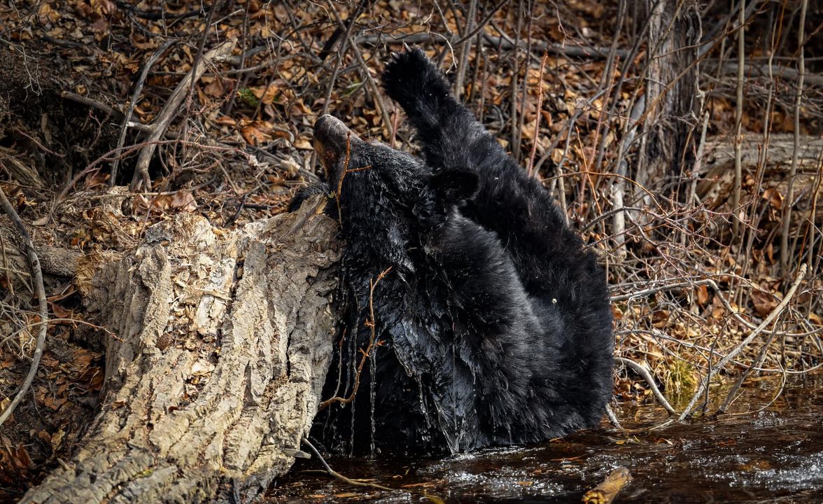 Photo Gallery: Groggy Black Bear Wakes Up, Falls into a Frozen Pond