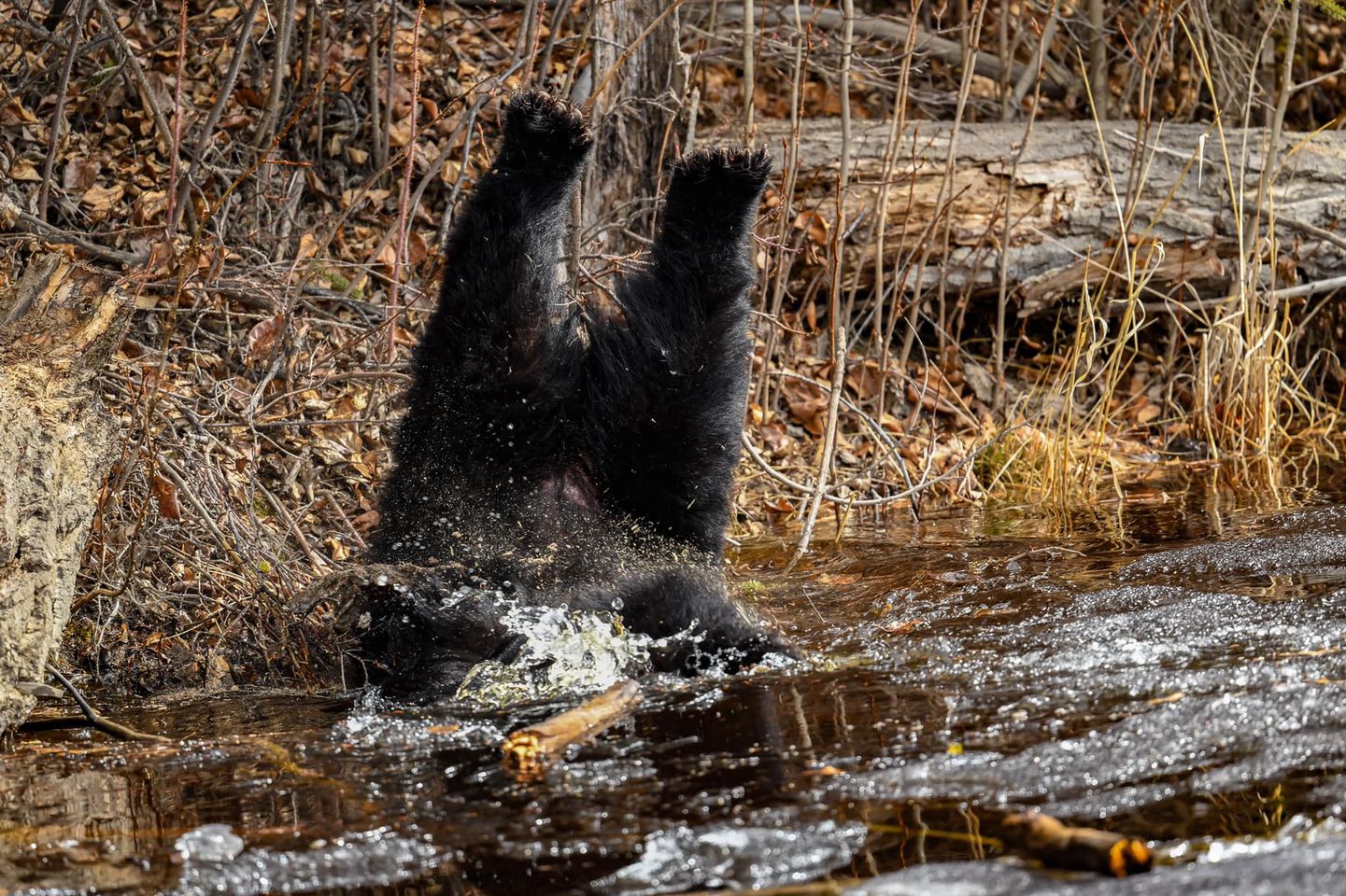 The napping black bear goes head first into the drink. 
